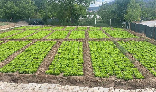 Bahar yağmurları tarlalara can suyu oldu