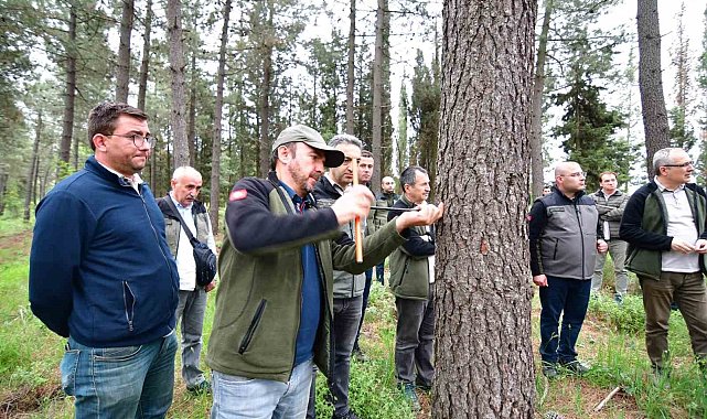 Balıkesir'de hızlı gelişen tür ağaçlandırmaları gözlem altında