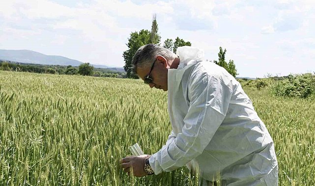Balıkesir'de süne ile biyolojik mücadele başladı