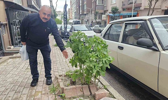 Bandırma'da sokakların yeşillenmesi için çağrı