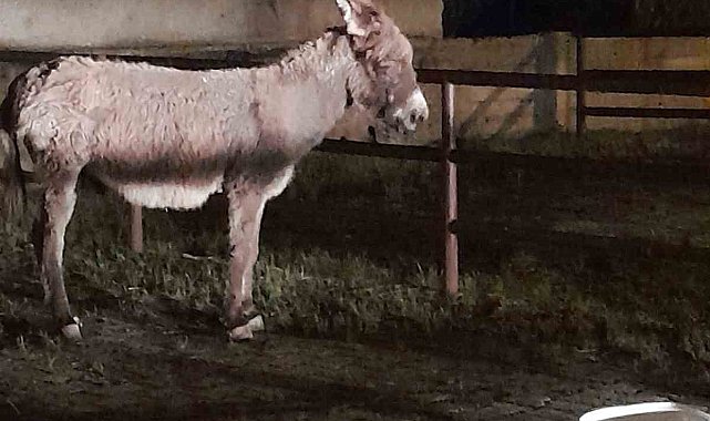 Başıboş eşeğin ısırdığı kadın yaralandı