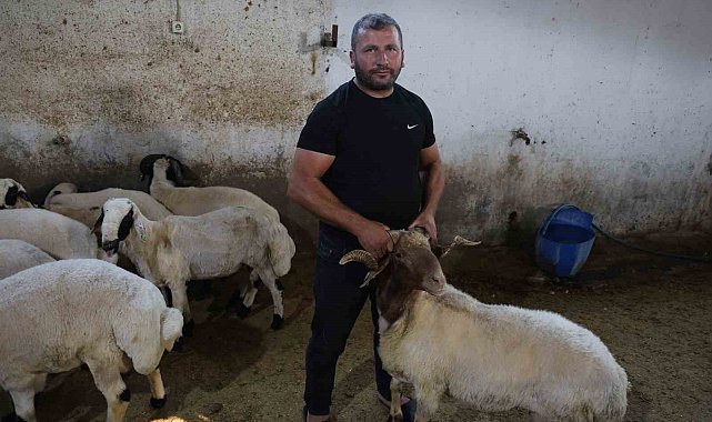 Başıboş köpek sürüleri dehşet saçtı, onlarca hayvan telef oldu