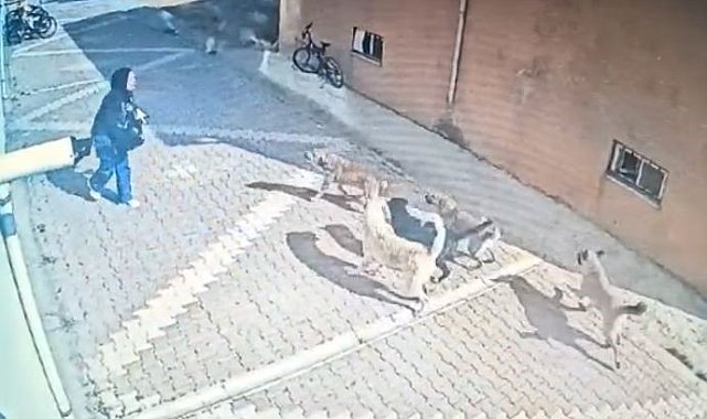 Başıboş köpekler kız öğrenciye saldırdı