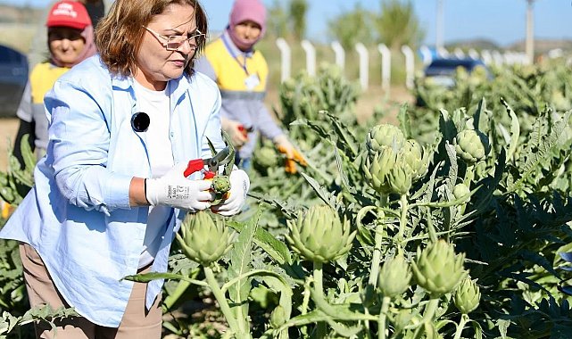 Başkan Gençay, enginar hasadına katıldı
