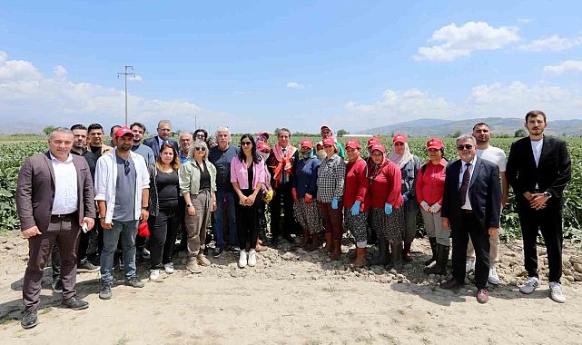 Başkan Yetişkin, enginar hasadına katıldı