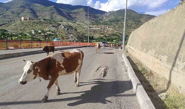 Batman'da başıboş inekler, sürücülere zor anlar yaşatıyor