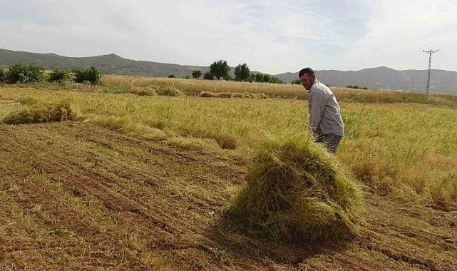 Batman'da mercimek çiftçinin yüzünü güldürdü