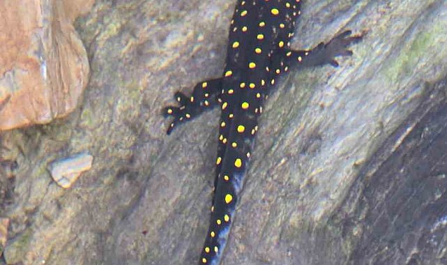 Batman'da nesli tehdit altındaki 'sarı benekli semender' görüldü