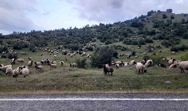 Besiciler yayla yolculuklarında Kulp ilçesine vardı