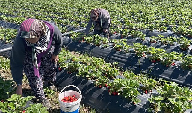 Beyşehir'de çilek bahçelerinde hasat mesaisi başladı