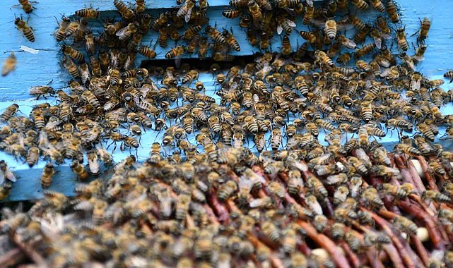 Beytüşşebap'ta arılar kış uykusundan uyandı, üretici verimden umutlu