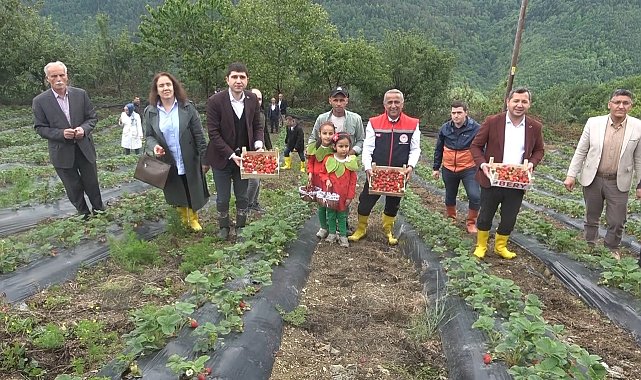Bin rakımda yetişen çilek, pazar sorunu yaşamıyor