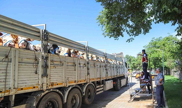 Bingöl&#039;de kurbanlık sevkleri başladı