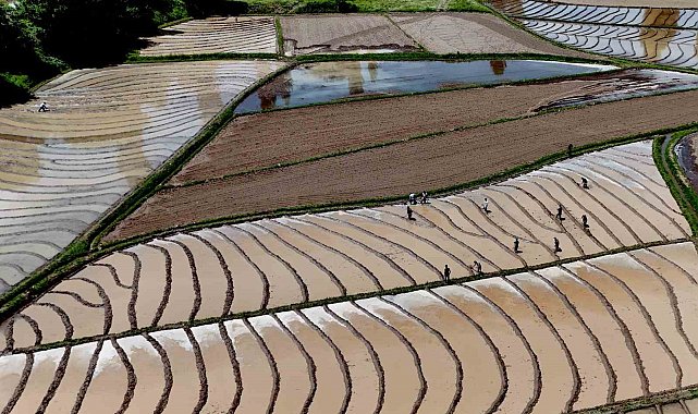 Bitlis'te imece usulü çeltik ekimi başladı