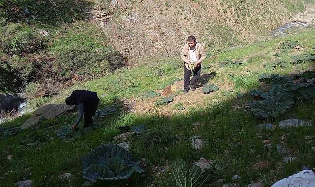 Bitlis'te zorlu yayla muzu mesaisi başladı