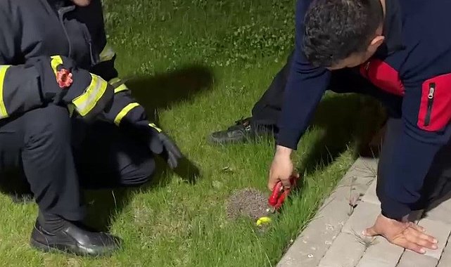 Boynuna halka sıkışan kirpi itfaiyeye sığındı