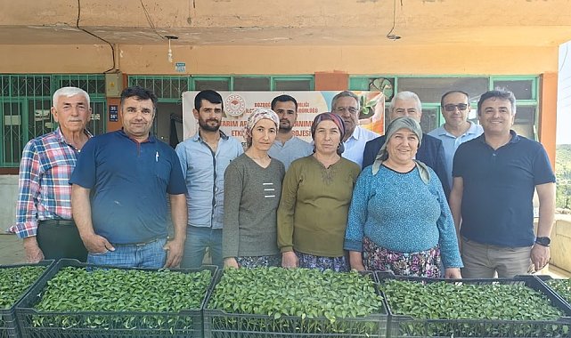 Bozdoğan'da üreticilere turşuluk fide dağıtıldı