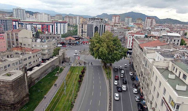 Bu çınar 350 yaşında