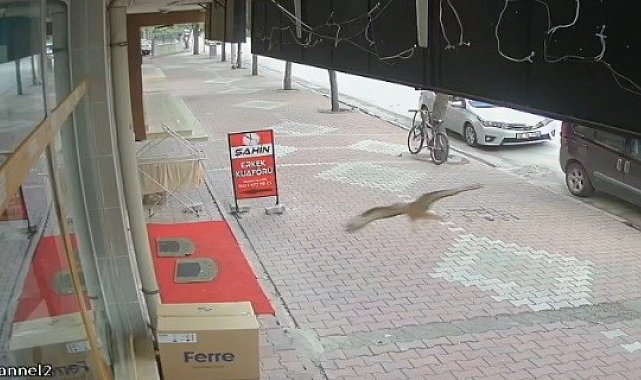 Bu sefer kontrolden çıkan araç değil, kuş oldu