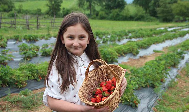 Bu tarlada çilekler 'seç-al' sloganıyla dalında satılıyor