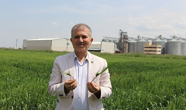 Buğday için geri sayım başladı, çiftçi yüksek verim bekliyor