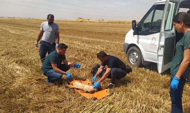 Buğday tarlasında ayakları kesilen köpek tedavi altına alındı