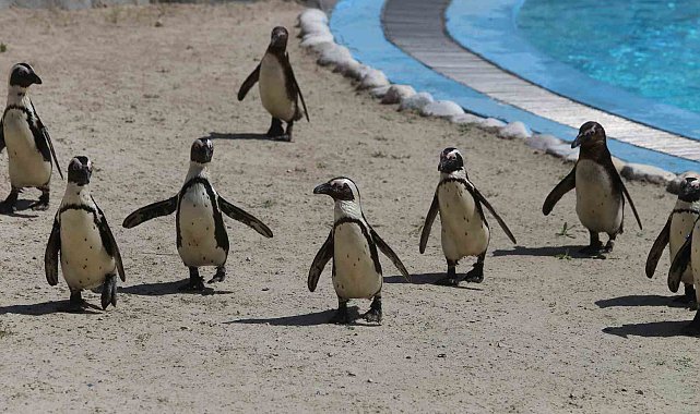 Bursa Hayvanat Bahçesi'nde penguen ailesine 2 yeni üye
