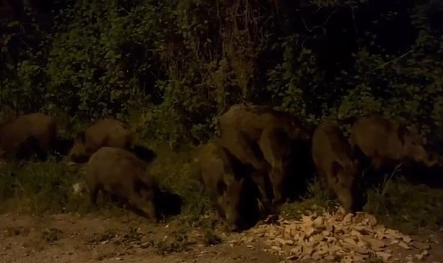 Bursa'da aç kalan domuz sürüsü şehir merkezine indi