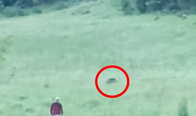 Bursa'da aç kalan domuz sürüsü şehre indi, vatandaşlar kovaladı