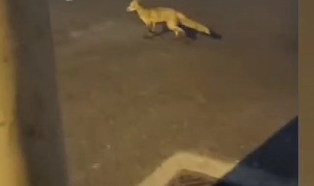 Bursa'da sokakta gezen tilki görüntülendi