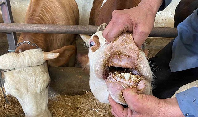 Büyükbaş kurbanlıklarda 'kapak atma' konusuna dikkat