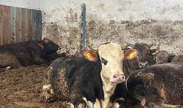 Büyükbaş kurbanlıkta geçen yılın tavan fiyatı bu yıl taban fiyat oldu