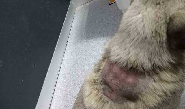 Büyükçekmece&#039;de sitede sokak köpeğinin üzerine kaynar su döküldü