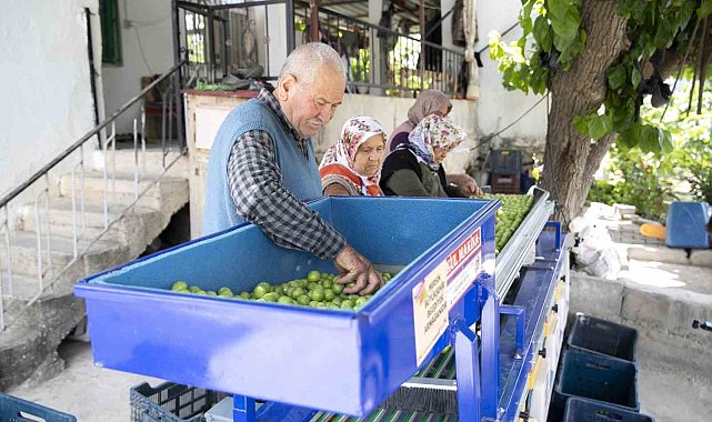 Büyükşehir Belediyesinden Mut&#039;lu üreticilere erik boylama makinesi desteği
