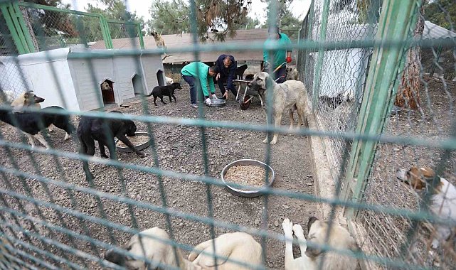 Büyükşehir'in sokak hayvanları için kurduğu model Türkiye'ye örnek oluyor