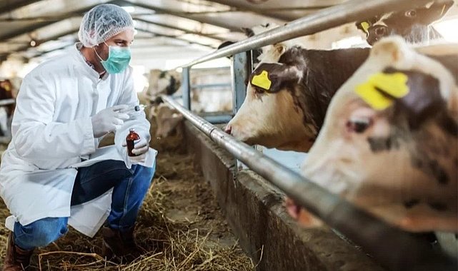 Çal ve Bekilli'de 20 mahalle şap karantinasına alındı