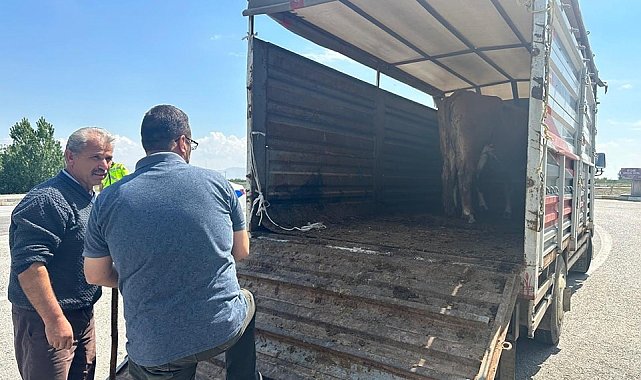 Canlı hayvan taşımacılığına yönelik denetim yapıldı
