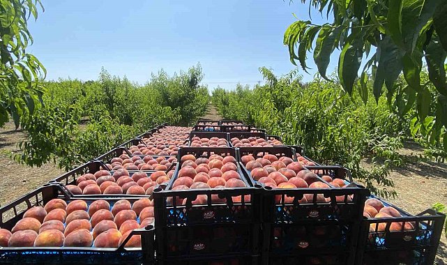 Coğrafi işaretli Lapseki şeftalisinde bu yıl 150 bin ton şeftali ve nektarin üretimi bekleniyor