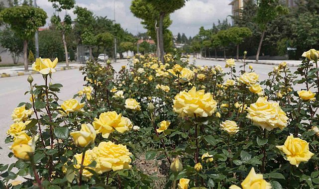 Çorum'u rengarenk güllerle donatıyorlar