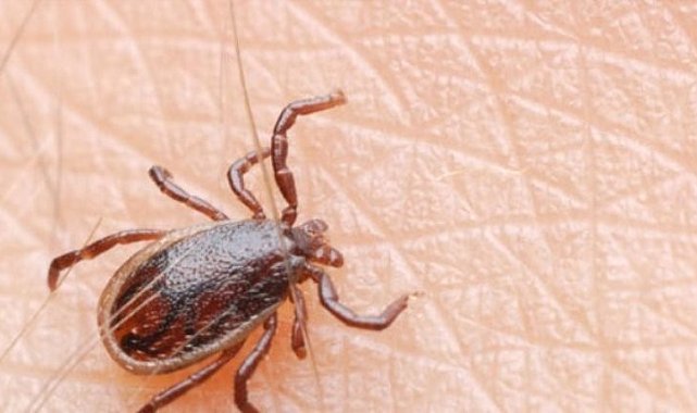 Cuma hutbesinde Kırım Kongo Kanamalı Ateş uyarısı yapıldı