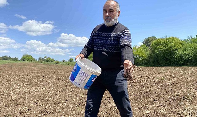 Denemek için karabuğday ektiler, çölyak hastalarından gelen taleplere yetişemez hale geldiler
