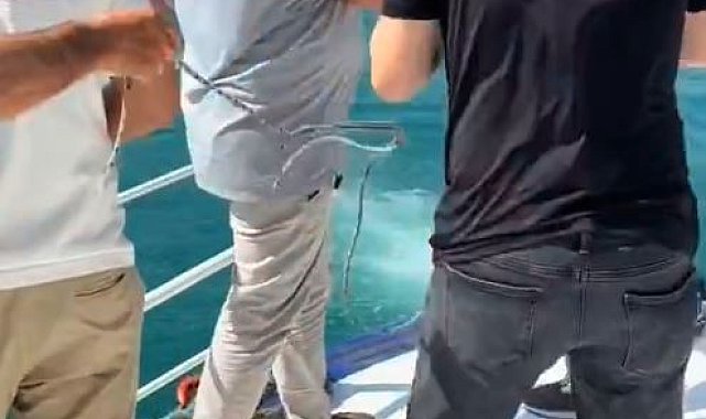 Denize düşen papağanı kurtarmak için seferber oldular