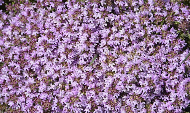 Denizli biyoçeşitlilik açısından Türkiye'de önemli bir yere sahip