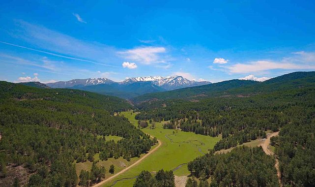 Denizli'de 813 hektarlık 24 adet bal ormanı arıcılara hizmet veriyor