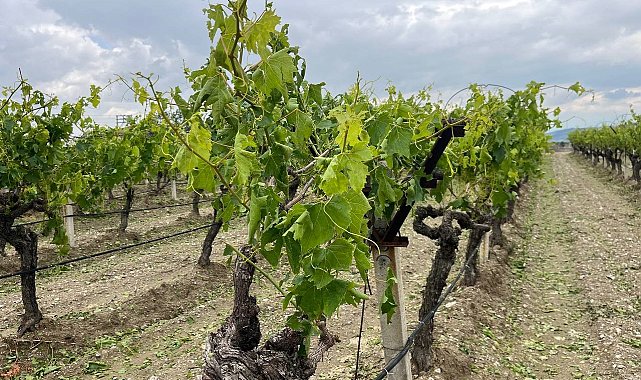 Denizli'de dolu yağışı üzüm bağlarını vurdu