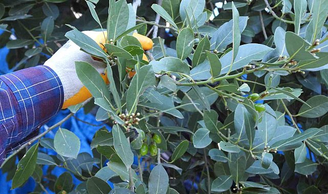 Denizli'nin defne kokusu ABD ve Avrupa restoranlarına yayılıyor