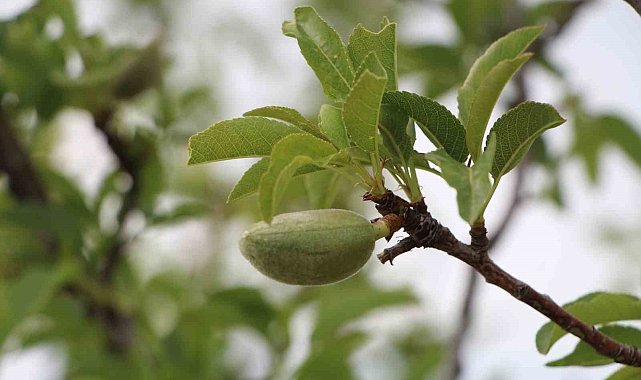 Denizli'ye Mayıs ayında zirai don uyarısı