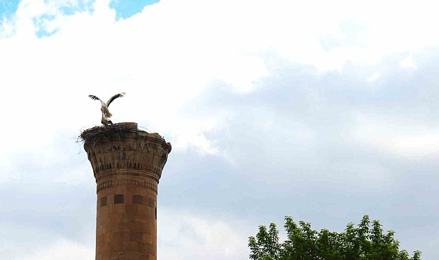 Depremde yarısı yıkılan minareye leylek yuva yaptı