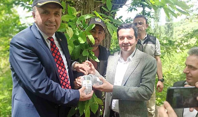 Devrek'te doğaya Torymus sinensis salındı
