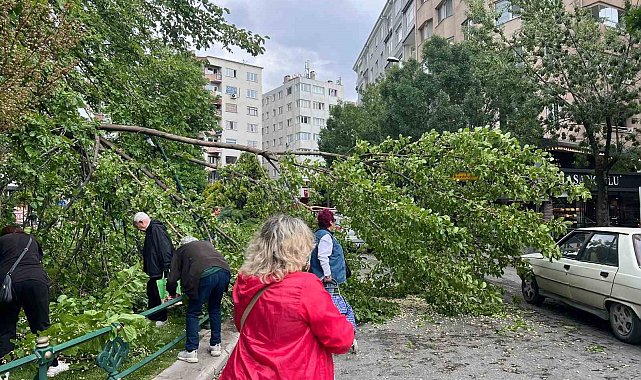 Devrilen ağaç yolu kapattı